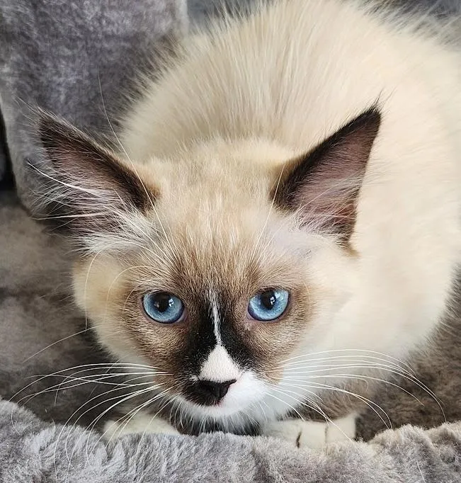 A young medium-sized male Cream / Ivory Siamese cat named Harry for adoption in Mesquite, NV