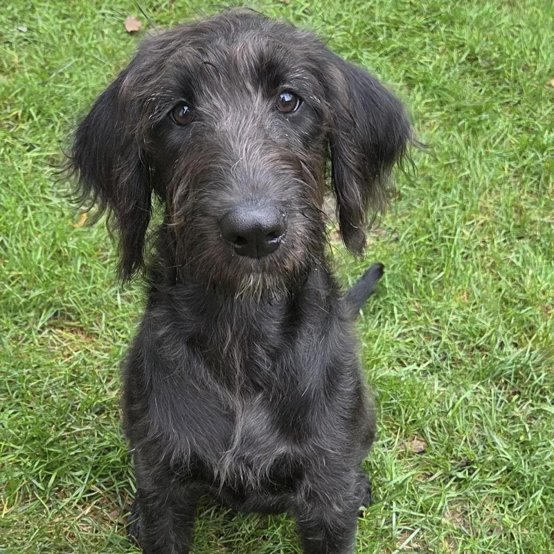 A baby medium-sized female Black Labrador Retriever dog named Emory D for adoption in Minnetonka, MN