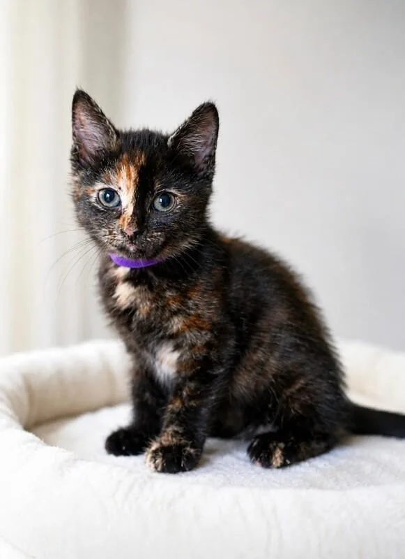 A young medium-sized female Tortoiseshell Domestic Short Hair cat named Raven for adoption in North Babylon, NY