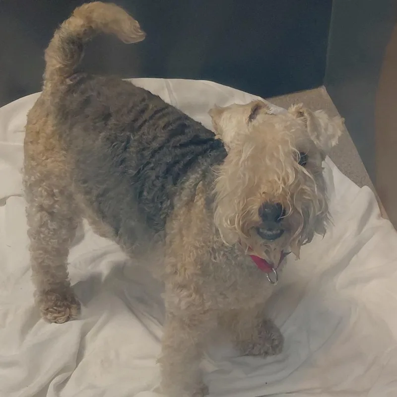 An adult medium-sized male Yellow / Tan / Blond / Fawn Lakeland Terrier dog named Patriot for adoption in Palm Springs, CA