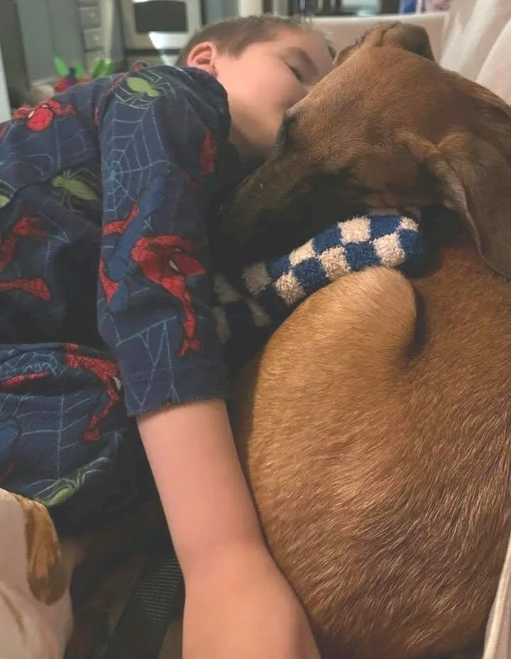 A baby large-sized male Hound dog named Groot for adoption in Conesus, NY