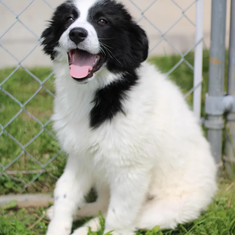 A baby medium-sized female Great Pyrenees dog named Asha for adoption in Battle Creek, MI