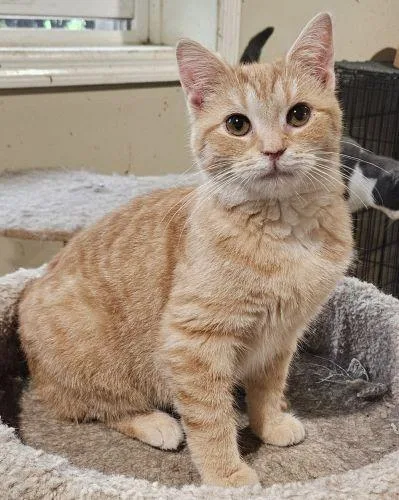 A young medium-sized female Orange / Red Domestic Short Hair cat named Ditta for adoption in Lenhartsville, PA