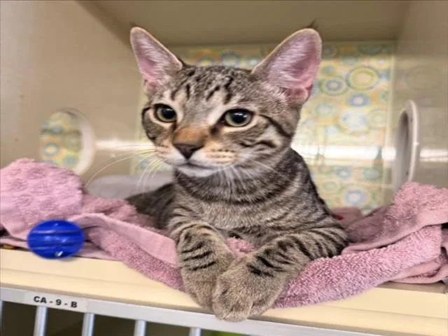 A baby small-sized male Brown / Chocolate Domestic Short Hair cat named Oak for adoption in Woodland, CA