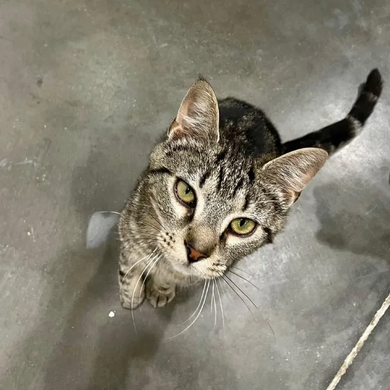 A young medium-sized female Gray / Blue / Silver Domestic Short Hair cat named Clarissa for adoption in Fairmont, WV