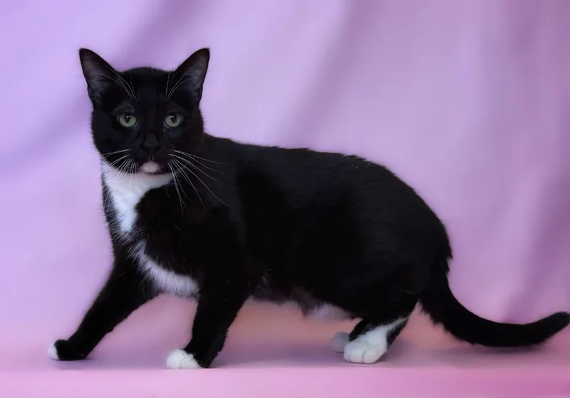 A young medium-sized female Black Domestic Short Hair cat named Snapcat for adoption in Columbus, NE