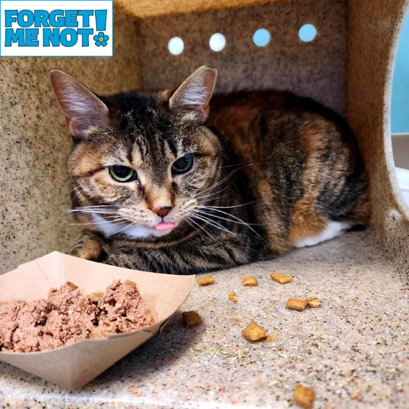 A senior medium-sized female Torbie Domestic Short Hair cat named Peru for adoption in Baltimore, MD