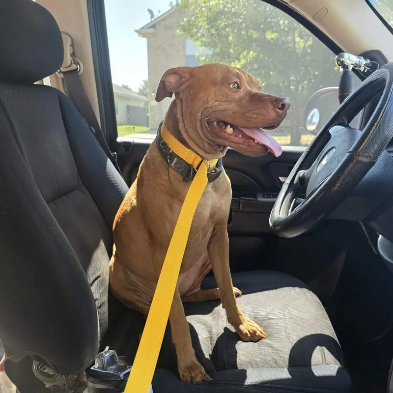 A young medium-sized female Yellow / Tan / Blond / Fawn Pit Bull Terrier dog named Mona for adoption in Bastrop, TX