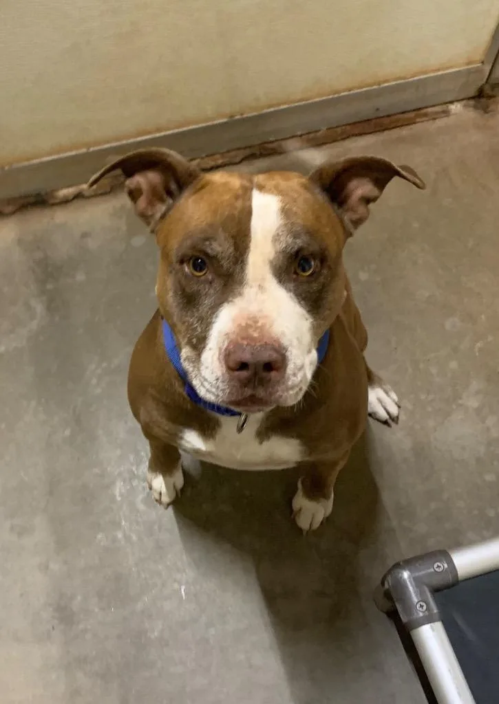 An adult medium-sized male Pit Bull Terrier dog named BB’s for adoption in Tucumcari, NM