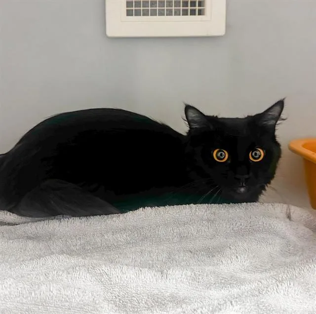 A young medium-sized female Domestic Short Hair cat named Sadie for adoption in Statesville, NC