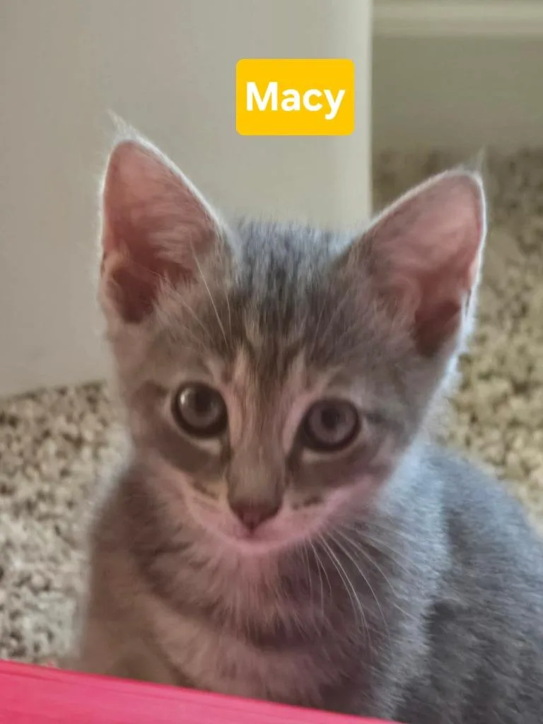 Macey