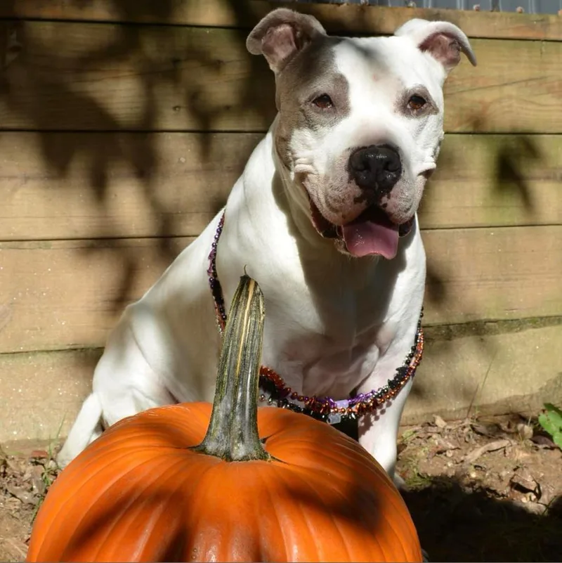 Gracie Lou thumbnail 3