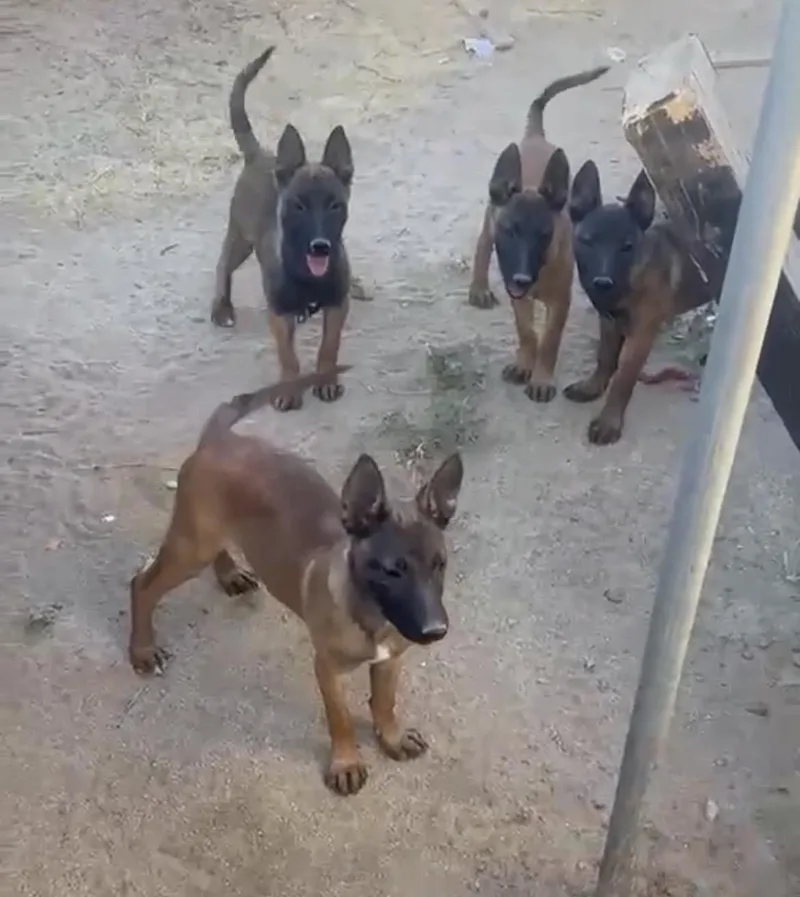 Malinois females Contact Sylva