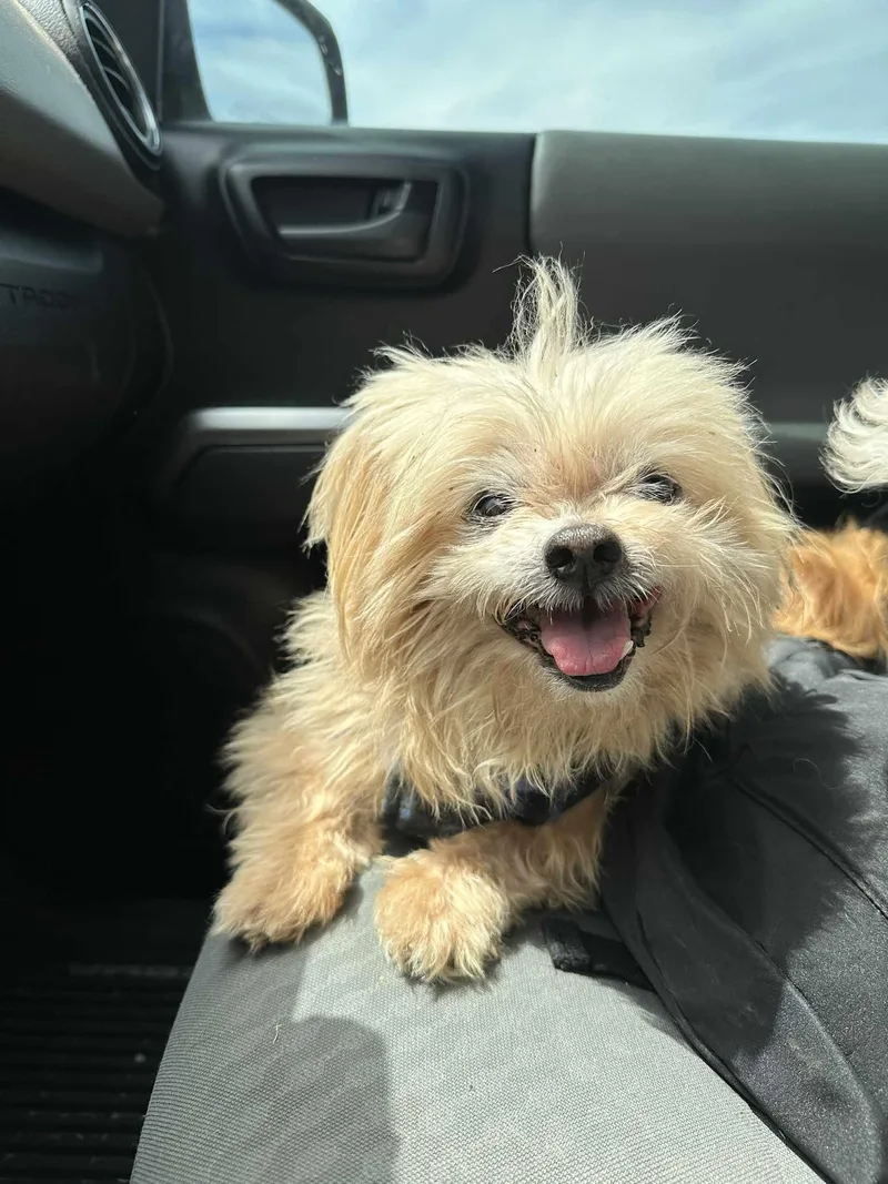 A senior small-sized male Shih Tzu dog named Sylvester for adoption in Spring, TX
