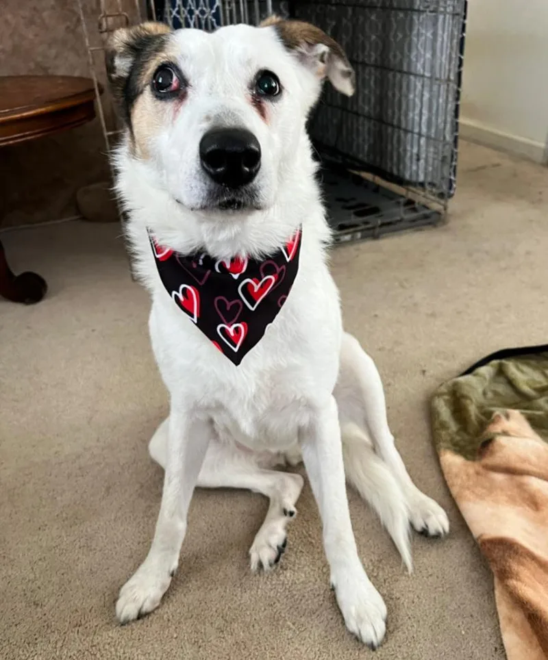 A senior medium-sized male Border Collie dog named Chewie for adoption in Mansfield Center, CT