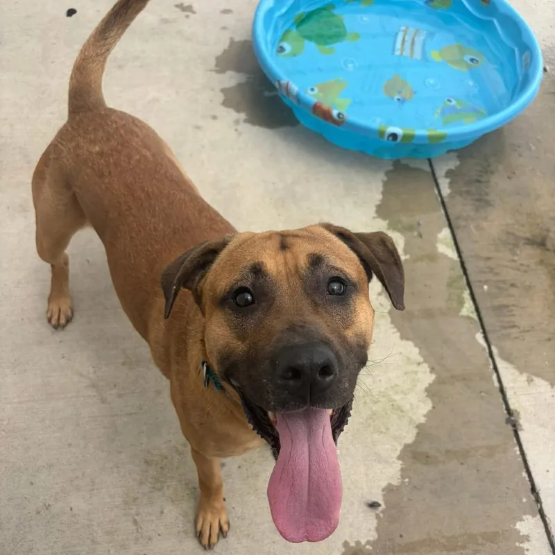 An adult large-sized male Yellow / Tan / Blond / Fawn Mixed Breed dog named Palomino for adoption in Dearborn, MI