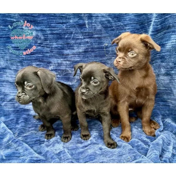 A baby small-sized female Black Chug dog named Doc for adoption in Inglewood, CA