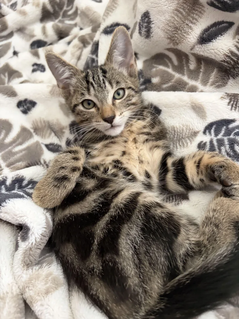 A baby small-sized male Domestic Short Hair cat named Frank N Furter for adoption in San Luis Obispo, CA