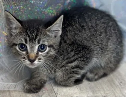 An adult small-sized male Domestic Short Hair cat named Chocolate Mint for adoption in Shreveport, LA