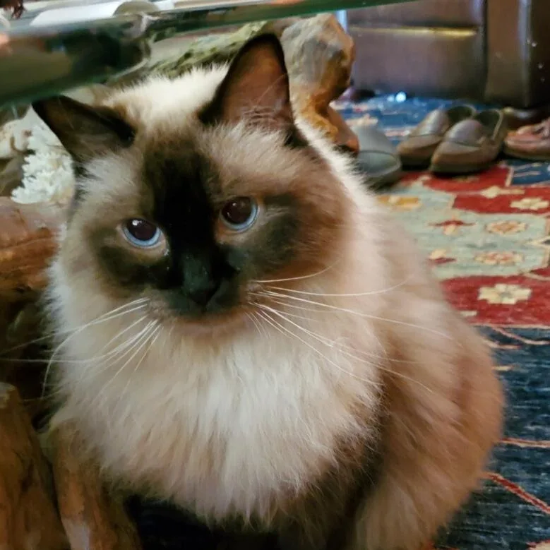 An adult medium-sized female Seal Point Ragdoll cat named Sasha for adoption in Miami, FL