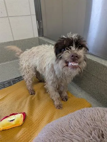 A young small-sized male Terrier dog named Bentley for adoption in San Martin, CA