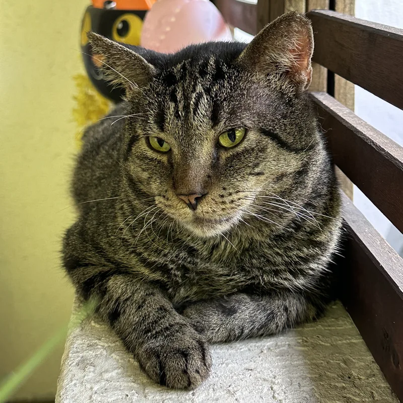 Selleck thumbnail 2
