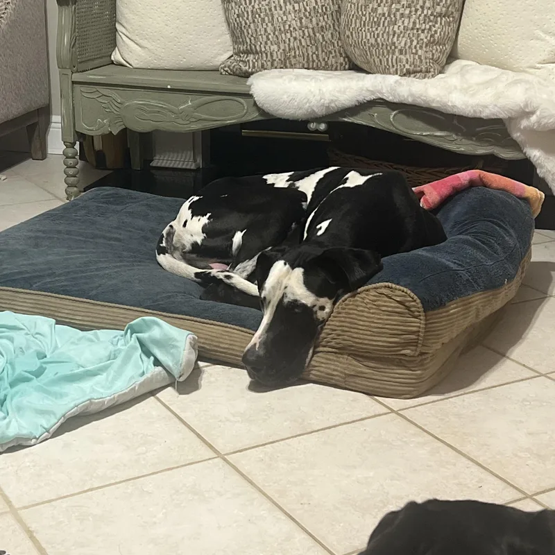 An adult extra large-sized male Harlequin Great Dane dog named Brody Aka Bro Bro for adoption in Mobile , AL