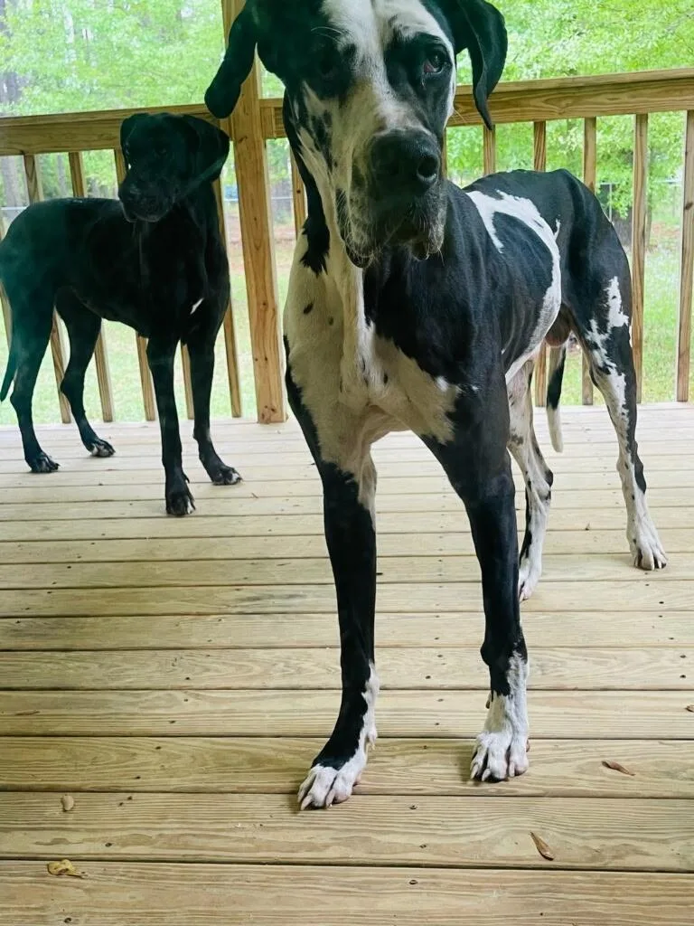 Brody Aka Bro Bro thumbnail 3