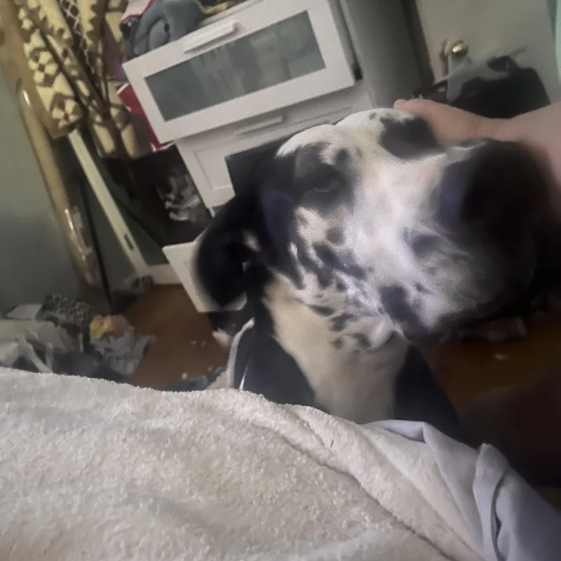 Brody Aka Bro Bro thumbnail 4