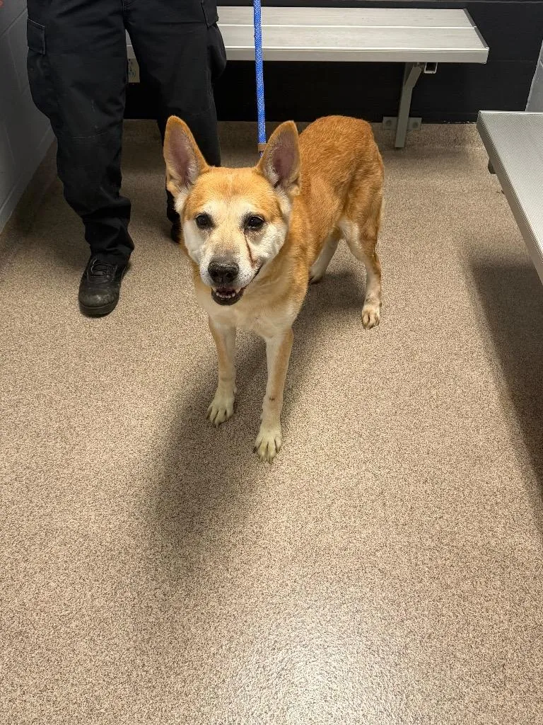 A senior medium-sized male Husky dog named Colt for adoption in Troy, OH
