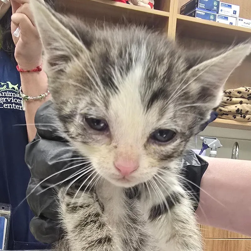 A baby small-sized female White Domestic Short Hair cat named Ember for adoption in Las Cruces, NM
