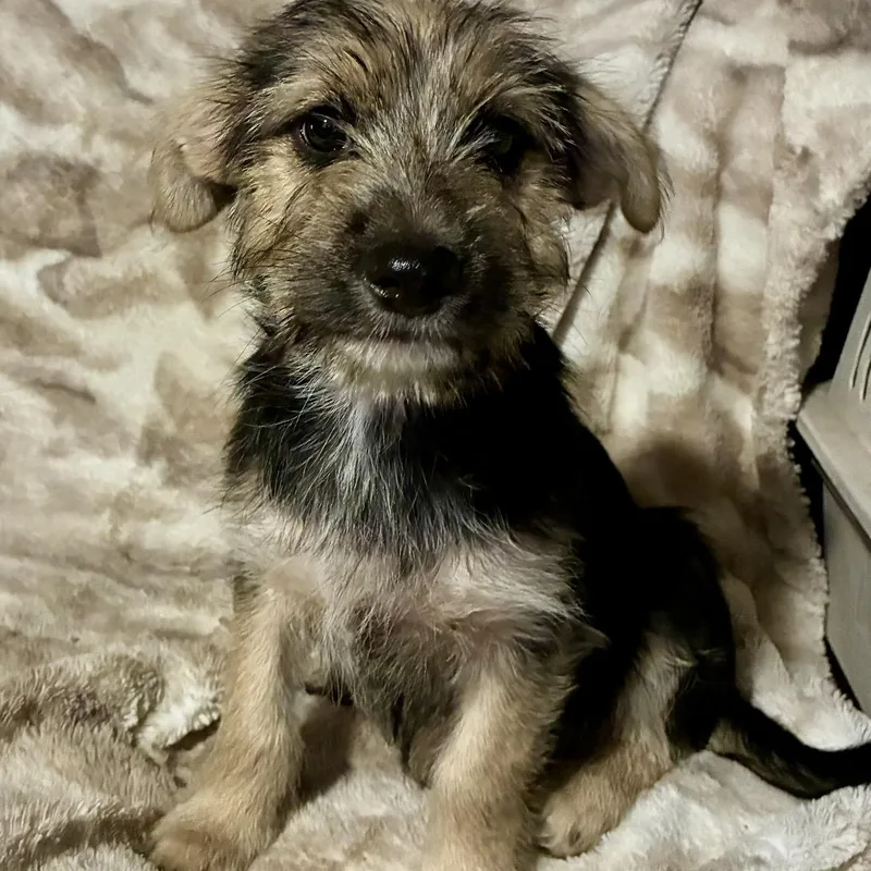 A baby small-sized female Black Terrier dog named Jami for adoption in Pelham, NH