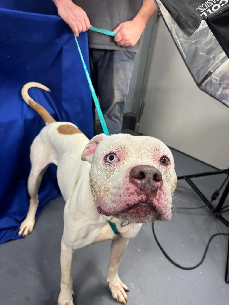 A young medium-sized male Mixed Breed dog named Beluga for adoption in Ruston, LA