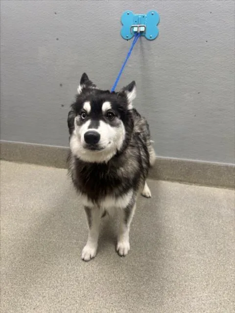 A young large-sized male Siberian Husky dog named Shadow for adoption in Las Vegas, NV