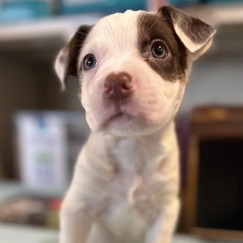 A baby medium-sized male White / Cream Pit Bull Terrier dog named Skittles for adoption in Kissimmee, FL