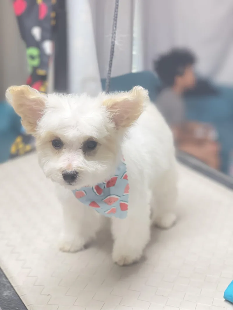 A baby small-sized male White / Cream Poodle dog named PopCorn for adoption in Fresno, CA