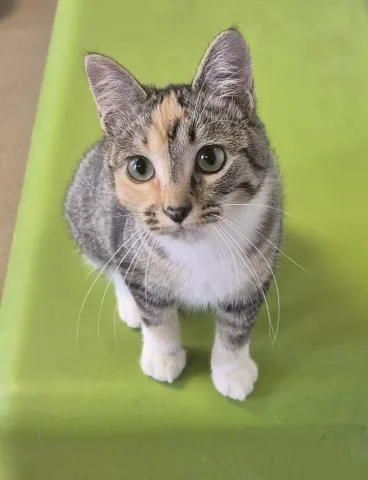 A young medium-sized female Domestic Short Hair cat named Tammy for adoption in Decatur, IL