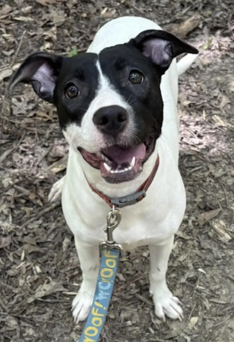 A young medium-sized female Black Pit Bull Terrier dog named Curly for adoption in Watertown, CT