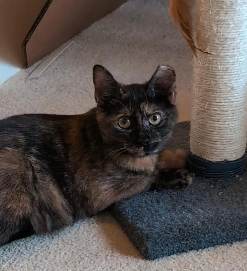 Prancer And Dancer thumbnail 3