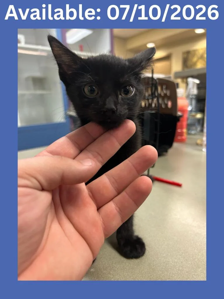 A baby medium-sized male Domestic Short Hair cat named Cat Condo for adoption in Greenville, TX