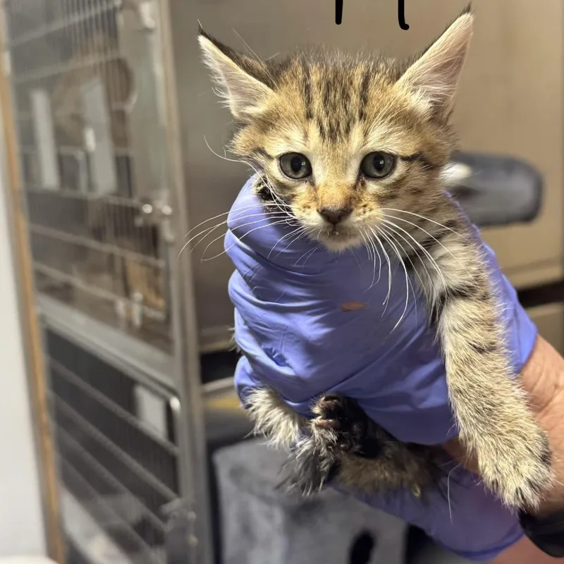 A baby small-sized male Torbie Domestic Short Hair cat named Lady for adoption in Lucedale, MS