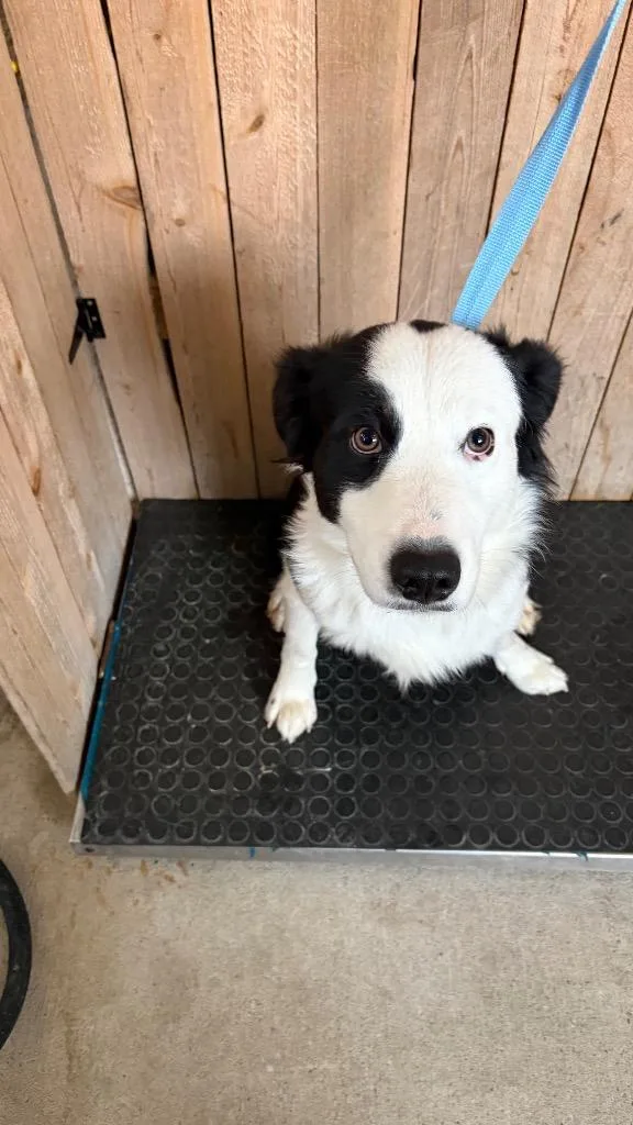 A young medium-sized male Border Terrier dog named Spike for adoption in Missouri City, TX