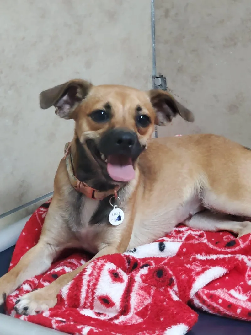 A young small-sized female Apricot / Beige Chihuahua dog named Cherish for adoption in Phoenix, AZ