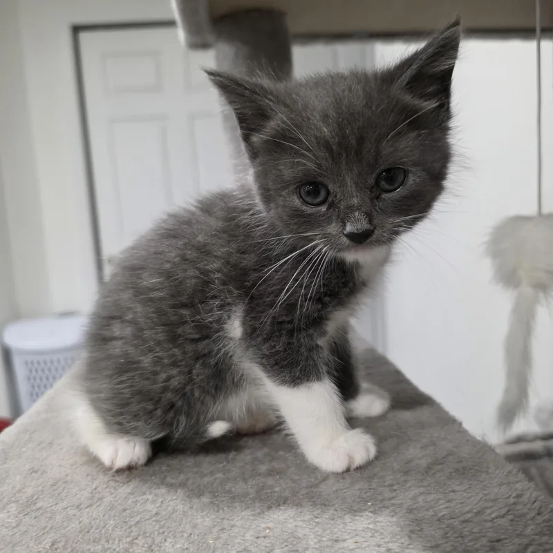 A baby medium-sized male Gray & White Domestic Short Hair cat named Sawyer for adoption in Moriches, NY