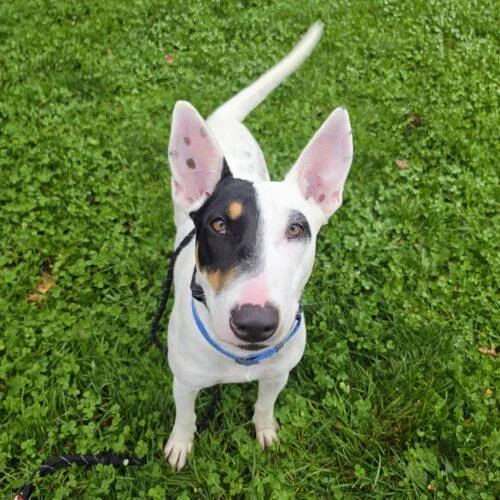A young medium-sized female Yellow / Tan / Blond / Fawn Bull Terrier dog named Pharaoh GCH for adoption in Rockaway, NJ