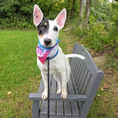 Pharaoh GCH thumbnail 3