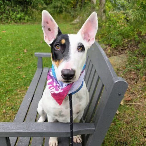Pharaoh GCH thumbnail 5