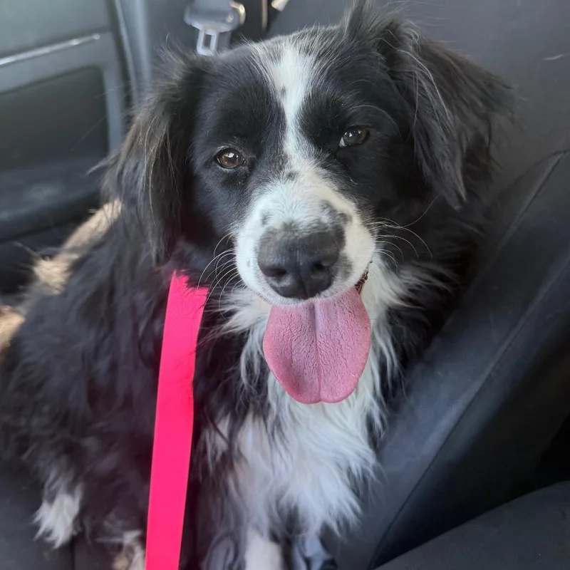 An adult medium-sized female Black Australian Shepherd dog named Zoey for adoption in Farmersville, OH