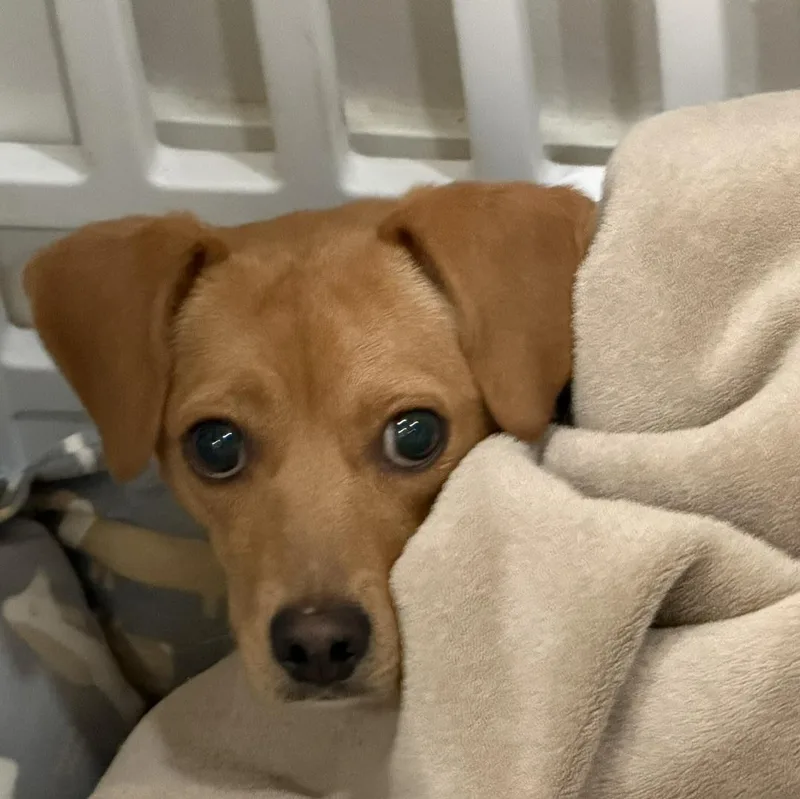 An adult small-sized female Golden Mixed Breed dog named Butters for adoption in Springfield, MO