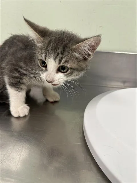 A baby small-sized male Domestic Short Hair cat named Kona for adoption in Santa Cruz, CA